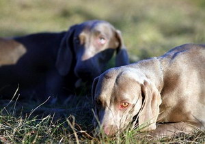 威瑪獵犬怎么修剪指甲 威瑪獵犬剪指甲方法