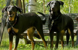 法國狼犬耳朵怎么清潔 法國狼犬耳朵清潔護理方法