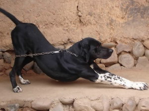 波音達獵犬耳朵怎么清潔 波音達獵犬耳朵護理流程
