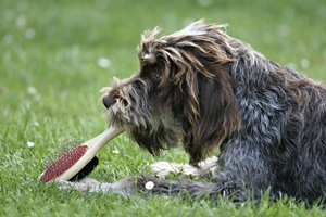 剛毛指示格里芬犬怎么喂食 剛毛指示格里芬犬喂食要點