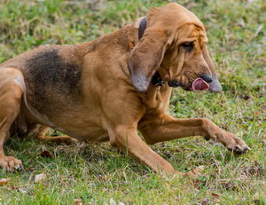 尋血獵犬耳朵怎么清潔 尋血獵犬耳朵護理方法