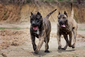 加納利犬不能吃什么東西 西班牙加納利犬不能吃食物大全