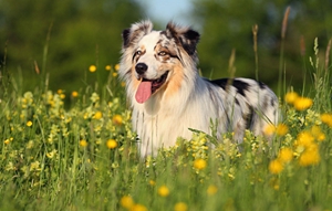 澳洲牧羊犬好養嗎 澳大利亞牧羊犬飼養要點