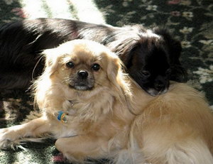 西藏獵犬怎么養 西藏獵犬飼養注意事項