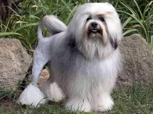 羅秦犬不能吃什么 羅秦犬喂食禁忌事項(xiàng)