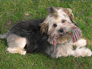 羅秦犬怎么護(hù)理 羅秦犬日常護(hù)理方法