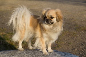 西藏獵犬怎么洗澡 西藏獵犬洗澡護理教程
