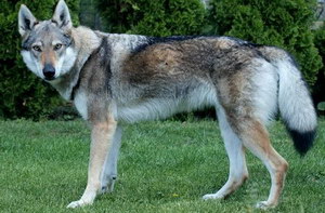 捷克狼犬怎么養 捷克狼犬飼養方法