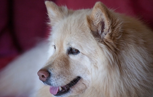 芬蘭拉普獵犬怎么剪指甲 芬蘭拉普獵犬剪指甲步驟