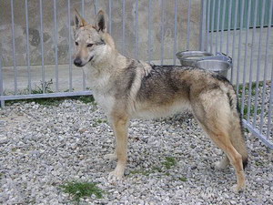 捷克狼犬夏季飲食注意事項