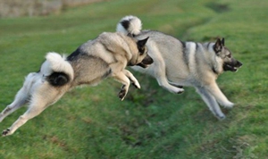 挪威獵鹿犬怎么洗澡 挪威獵鹿犬洗澡護(hù)理