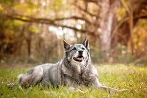 怎樣喂養挪威獵鹿犬 科學喂養挪威獵鹿犬