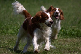 威爾士跳獵犬每天喂幾次 威爾士跳獵犬喂食次數