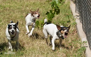 捕鼠梗犬吃什么狗糧好 捕鼠梗犬狗糧選擇推薦