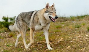 捷克狼犬怎么洗澡 捷克狼犬洗澡方法及注意事項