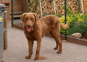 如何喂養乞沙比克獵犬 乞沙比克獵犬喂養經驗
