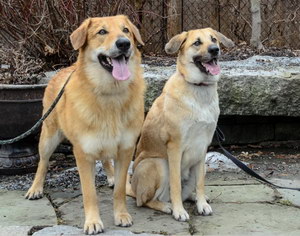 奇努克犬牙齒怎么清潔 奇努克犬牙齒護(hù)理方法