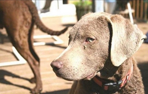 乞沙比克獵犬怎么護(hù)毛 毛發(fā)護(hù)理方法