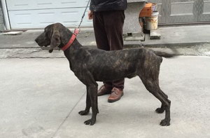 普羅特獵犬怎么修剪指甲 普羅特獵犬剪指甲方法