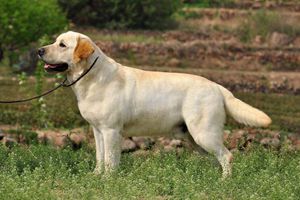 拉布拉多犬發情期多長