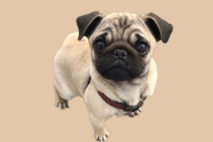 八哥犬發情期多久