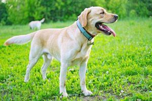 拉布拉多犬發(fā)情幾天