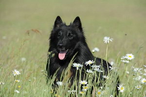 西帕基犬耳朵怎么清潔 西帕基犬耳朵清潔護理方法