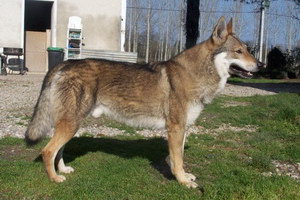 捷克狼犬耳朵怎么清潔捷克狼犬耳朵清潔護理方法