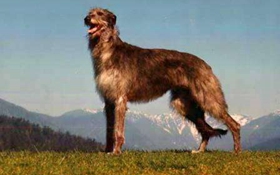 蘇格蘭獵鹿犬怎么養(yǎng) 蘇格蘭獵鹿犬飼養(yǎng)要點