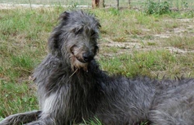 蘇格蘭獵鹿犬毛發(fā)怎么護理 毛發(fā)日常護理方法
