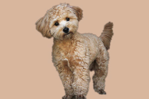 貴賓犬如何驅(qū)蟲(chóng)