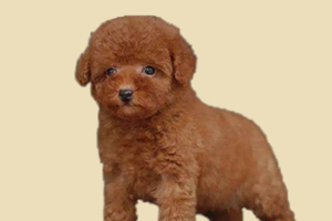 泰迪犬為什么要剪尾巴