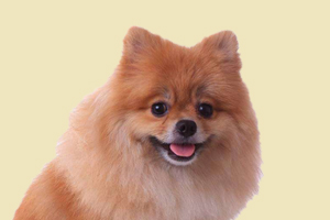 博美發情期多長時間