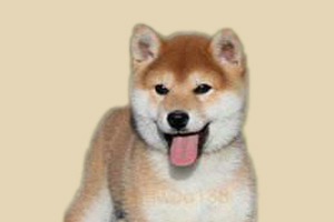 柴犬如何驅蟲