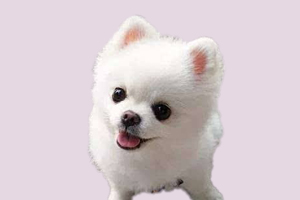 博美發情期有什么癥狀