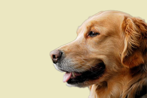 如何給金毛犬驅(qū)蟲(chóng)