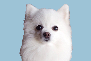 博美犬發情期多長時間