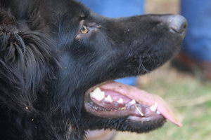 比利時牧羊犬毛發怎么護理 比利時牧羊犬毛發護理方法