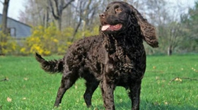 美國水獵犬毛發(fā)怎么修剪 大型美國水獵犬修剪方法