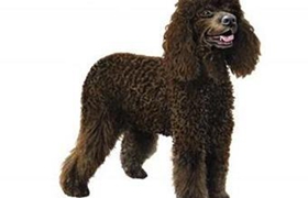 愛(ài)爾蘭水獵犬吃什么 愛(ài)爾蘭水獚喂食要點(diǎn)