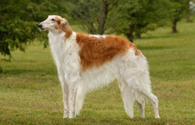 蘇俄獵狼犬吃什么 合理科學(xué)喂養(yǎng)蘇俄獵狼犬