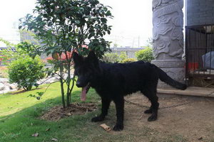 比利時牧羊犬吃什么好 比利時牧羊犬狗糧選擇推薦