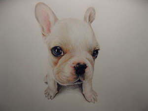 法斗夏季怎么護理 法國斗牛犬夏天護理方法