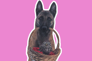 德國牧羊犬訓(xùn)練撿東西怎么訓(xùn)