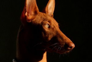 法老王獵犬運(yùn)動(dòng)要注意哪些問(wèn)題介紹