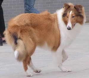 蘇格蘭牧羊犬怎么養 蘇格蘭牧羊犬飼養方法