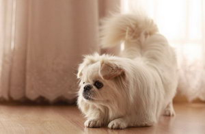 京巴犬怎么梳毛 北京犬毛發梳理方法