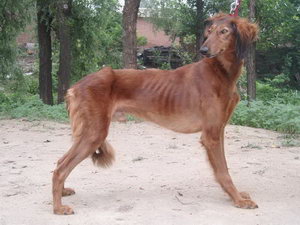 細(xì)犬怎么洗澡 中國細(xì)犬洗澡方法及注意事項