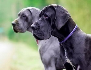 大丹犬毛發怎么梳理 大丹犬毛發梳理方法
