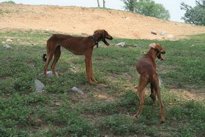細犬怎么養 中國細犬飼養方法